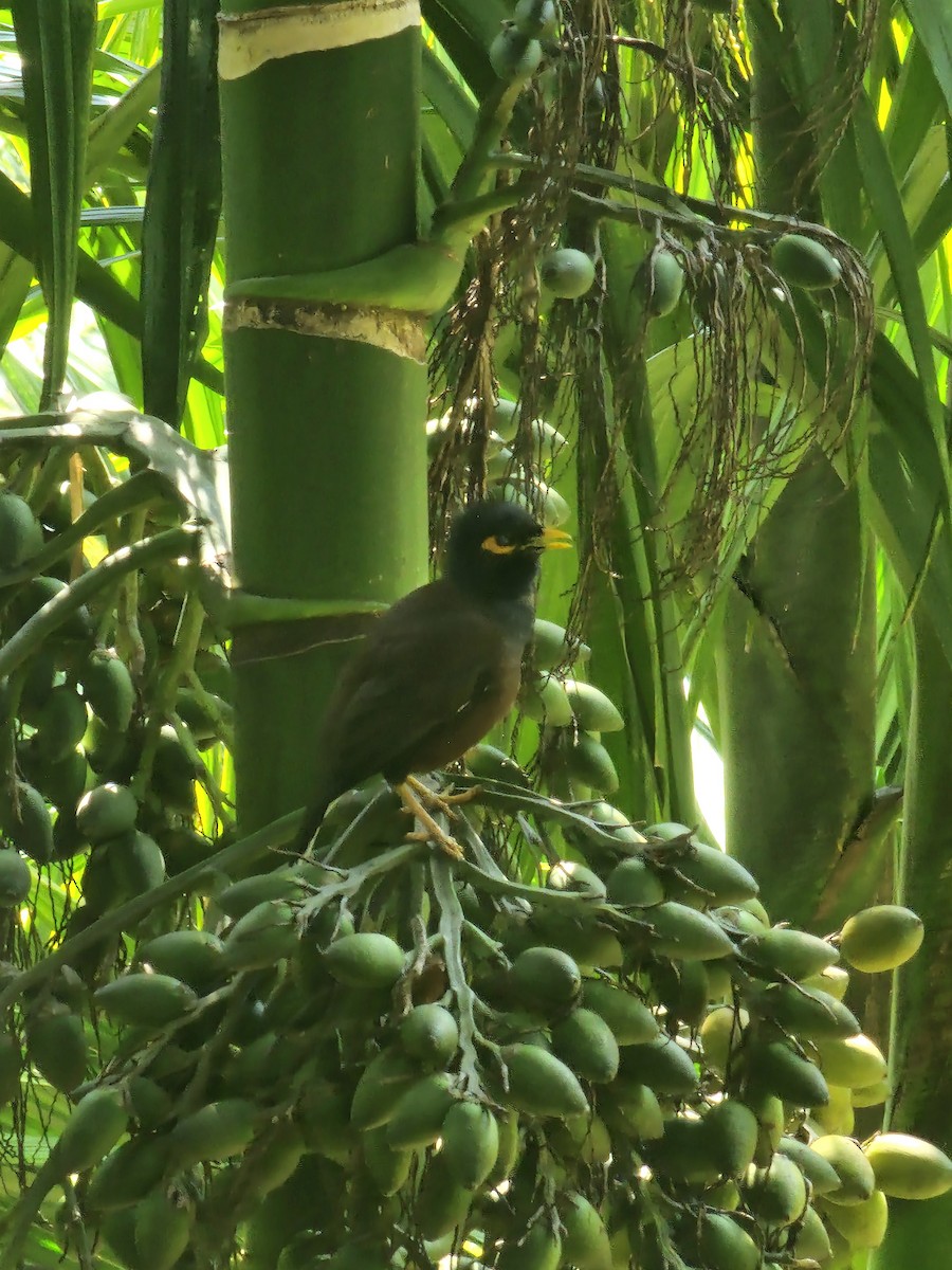 Common Myna - Nate Dunning