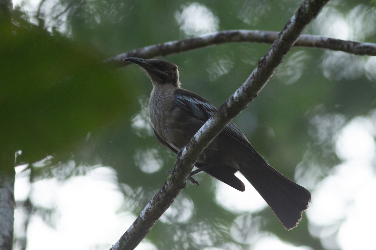 New Caledonian Friarbird - ML616732147