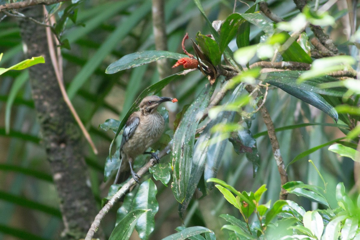 New Caledonian Friarbird - ML616732148