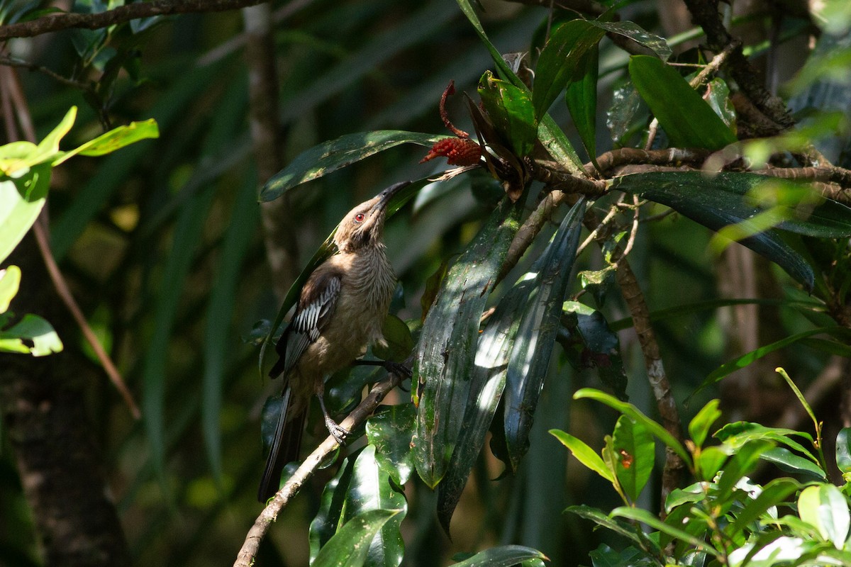 New Caledonian Friarbird - ML616732150