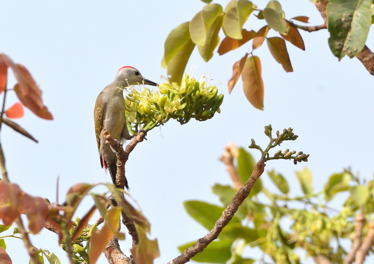 African Gray Woodpecker - ML616732156