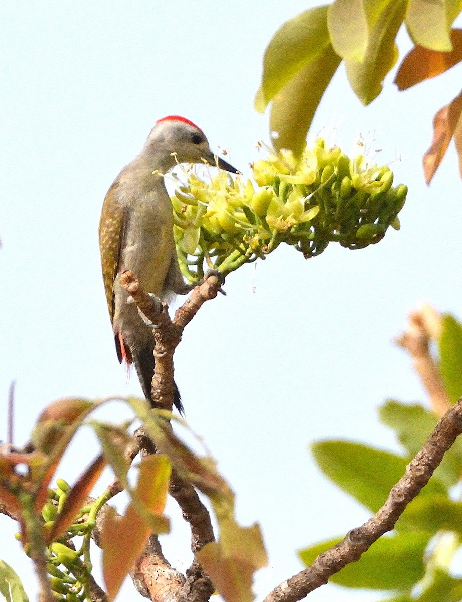African Gray Woodpecker - Carlos Alberto Ramírez