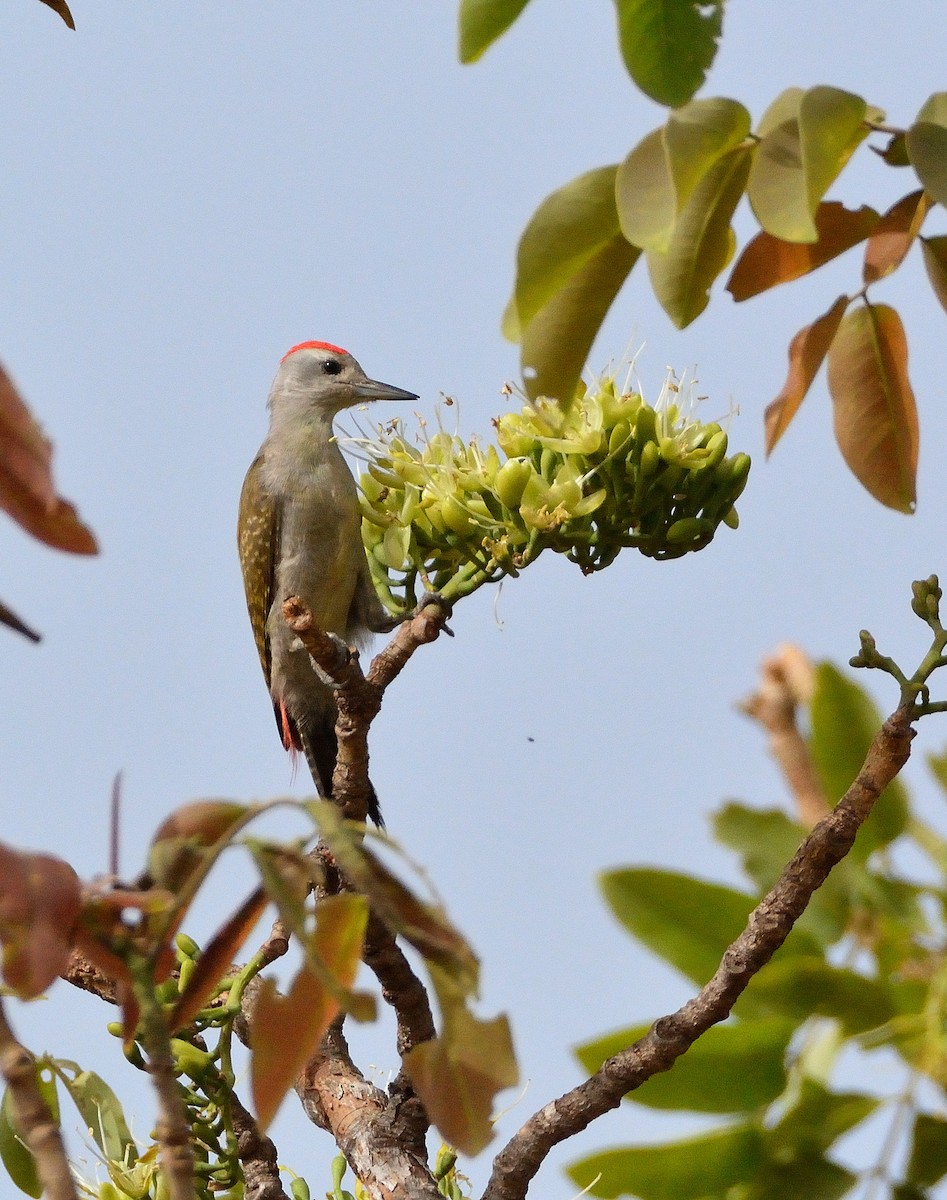 African Gray Woodpecker - Carlos Alberto Ramírez