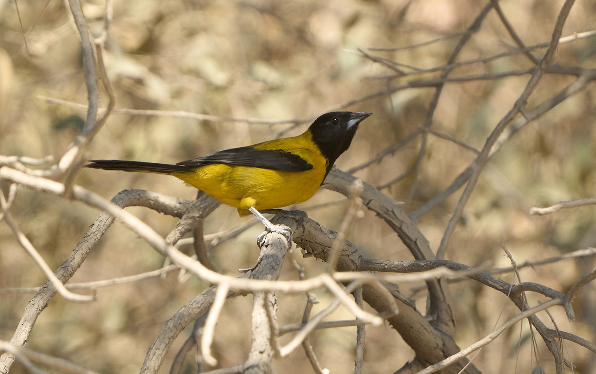 Turpial de Audubon (dickeyae/nayaritensis) - ML616732212