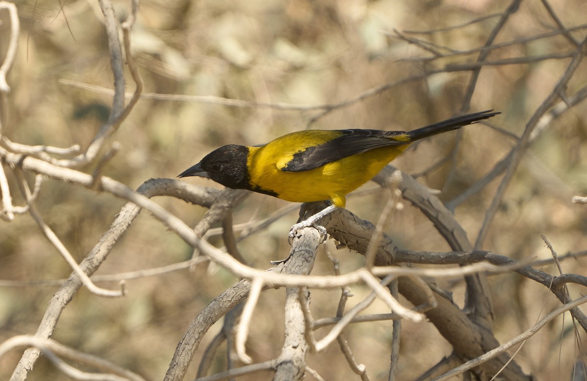 Turpial de Audubon (dickeyae/nayaritensis) - ML616732213
