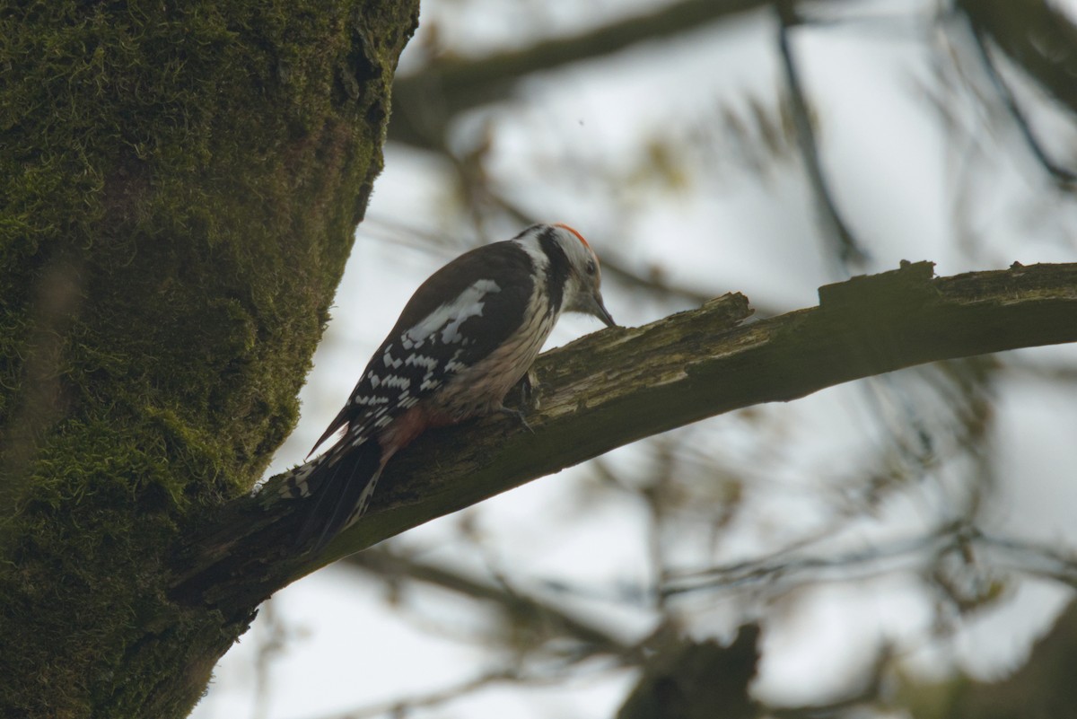 Middle Spotted Woodpecker - ML616732247