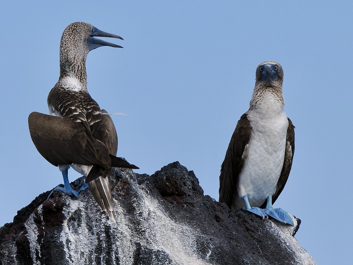 Blue-footed Booby - ML616732292