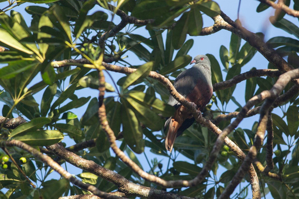 New Caledonian Imperial-Pigeon - Angus Pritchard