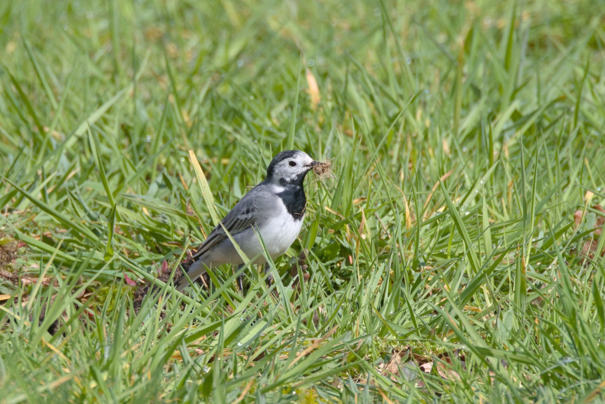 White Wagtail (White-faced) - ML616732325