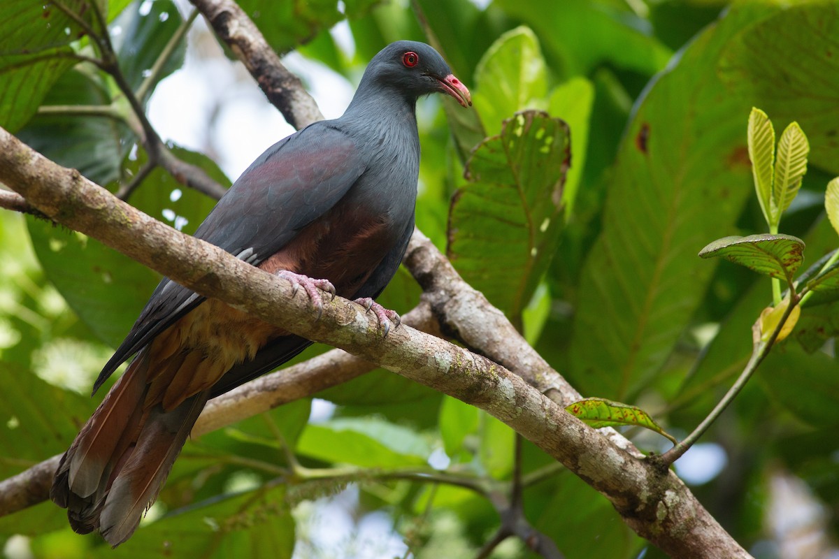 New Caledonian Imperial-Pigeon - ML616732506