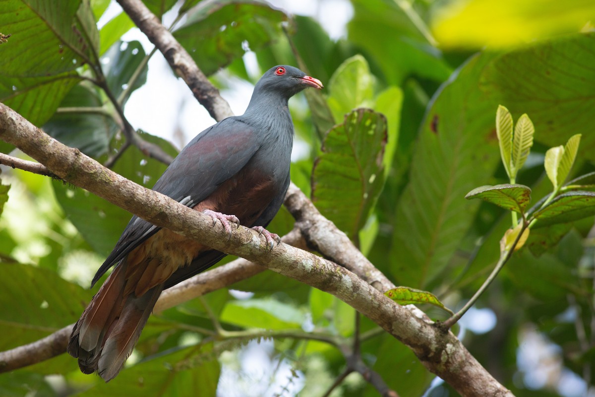New Caledonian Imperial-Pigeon - ML616732507