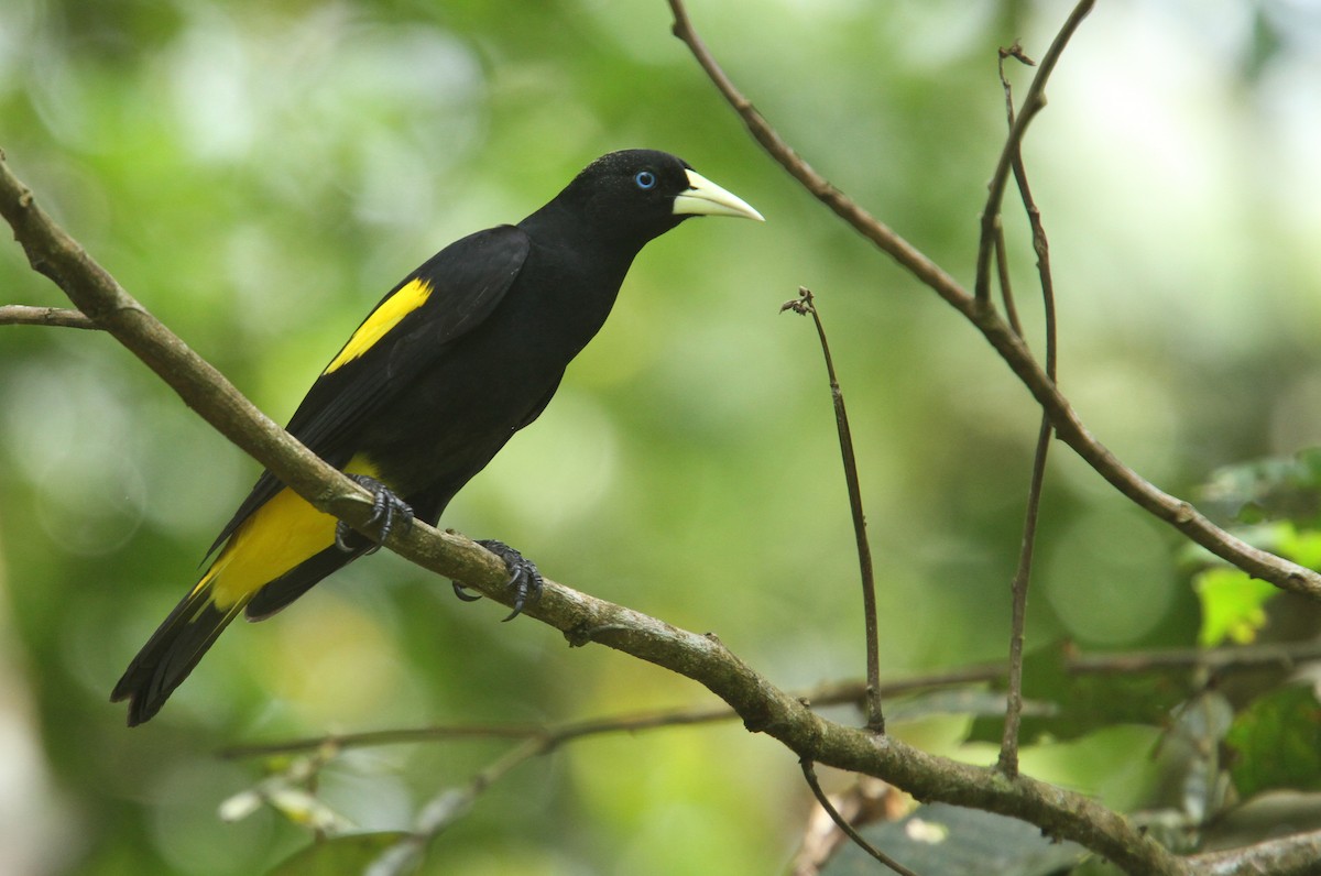 Yellow-rumped Cacique - ML61673251