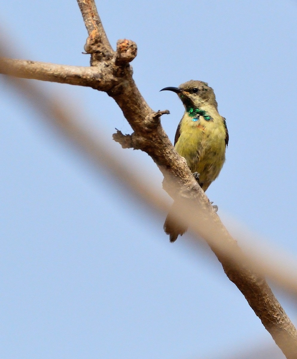 Pygmy Sunbird - Carlos Alberto Ramírez