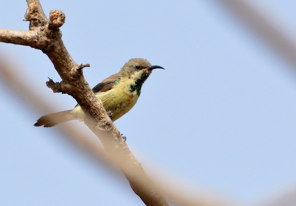Pygmy Sunbird - Carlos Alberto Ramírez