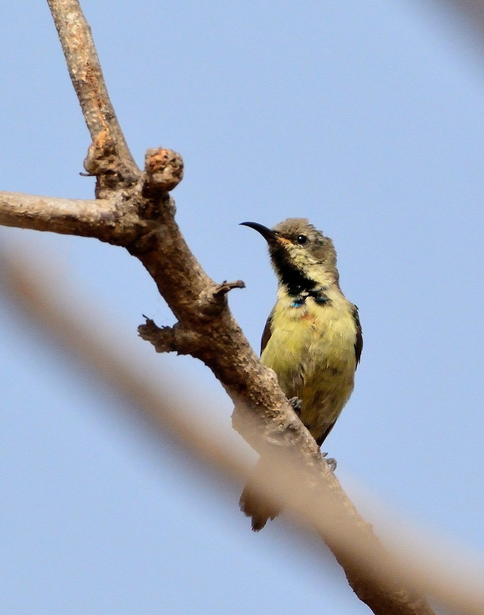 Pygmy Sunbird - ML616732536