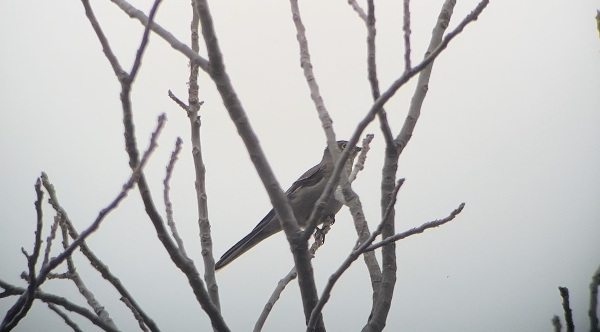 Townsend's Solitaire - ML616732540