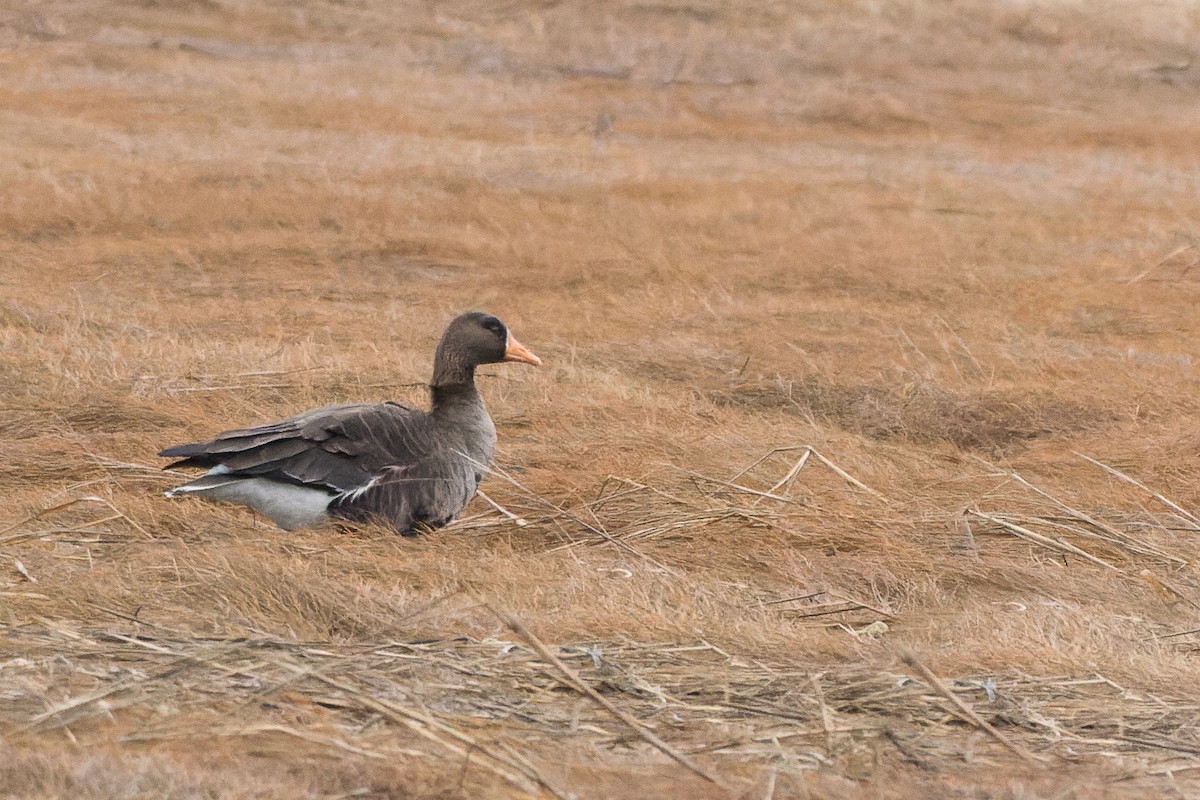 Greater White-fronted Goose - ML616732546