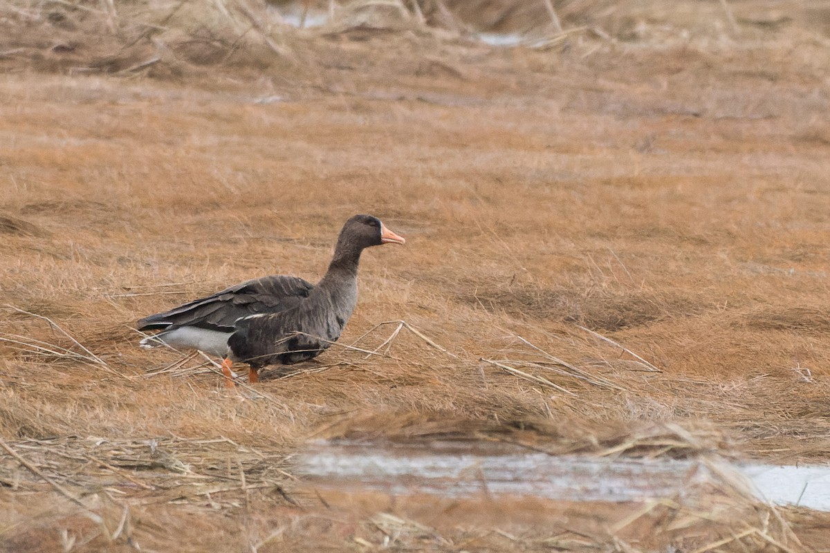 Greater White-fronted Goose - ML616732547