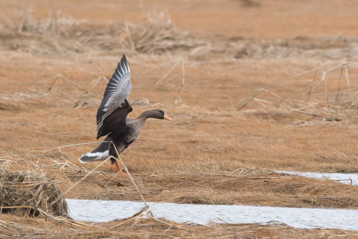 Greater White-fronted Goose - ML616732548
