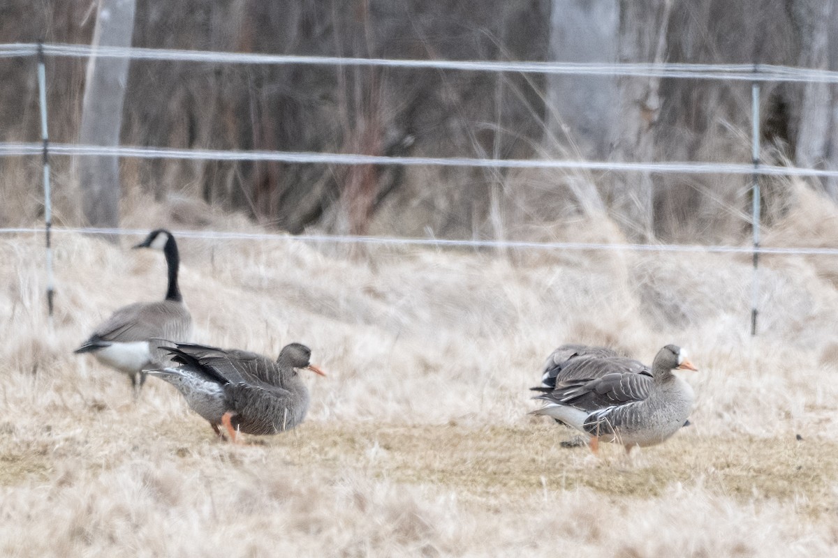 Greater White-fronted Goose - ML616732555