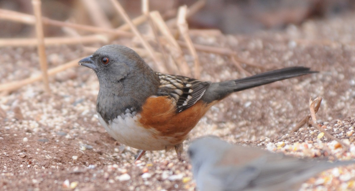 Spotted Towhee (arcticus) - ML616732647
