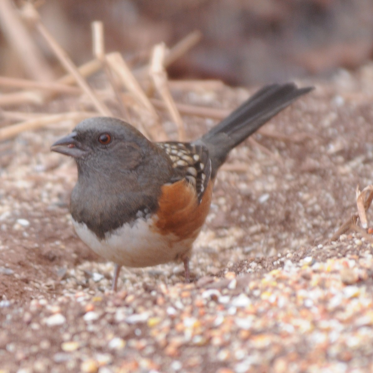 Spotted Towhee (arcticus) - ML616732648
