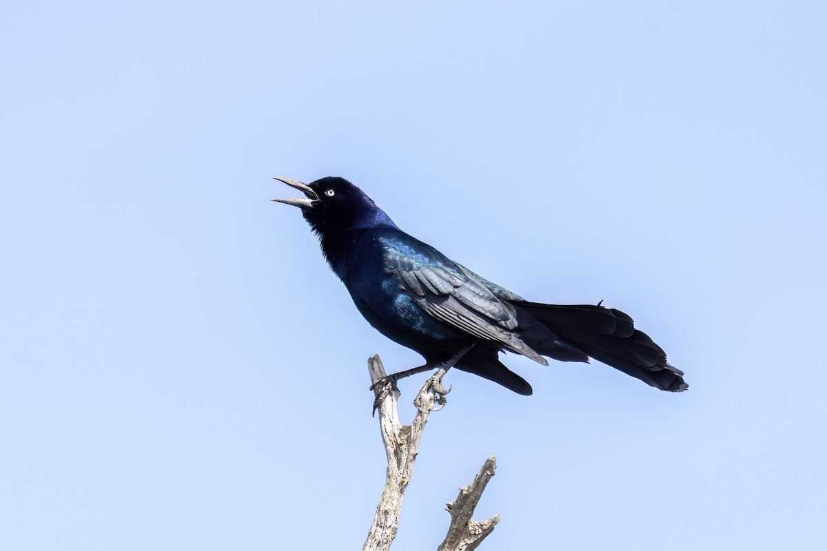 Boat-tailed Grackle - ML616732687