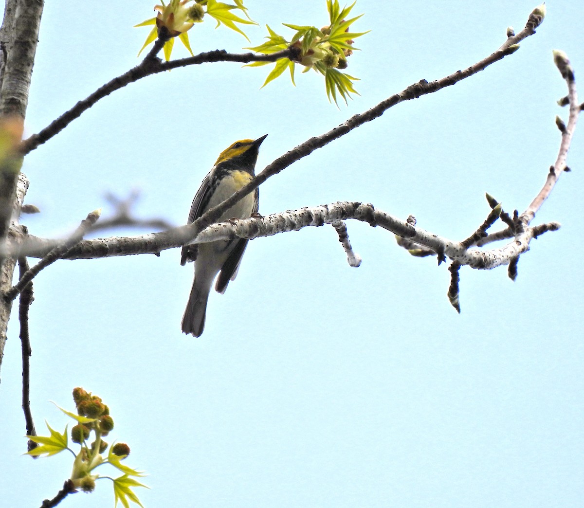 Black-throated Green Warbler - ML616732747