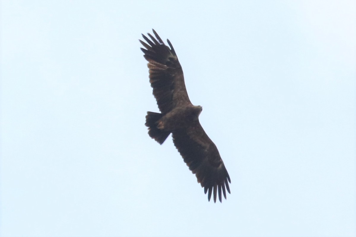 Lesser Spotted Eagle - Alexander Cherinko
