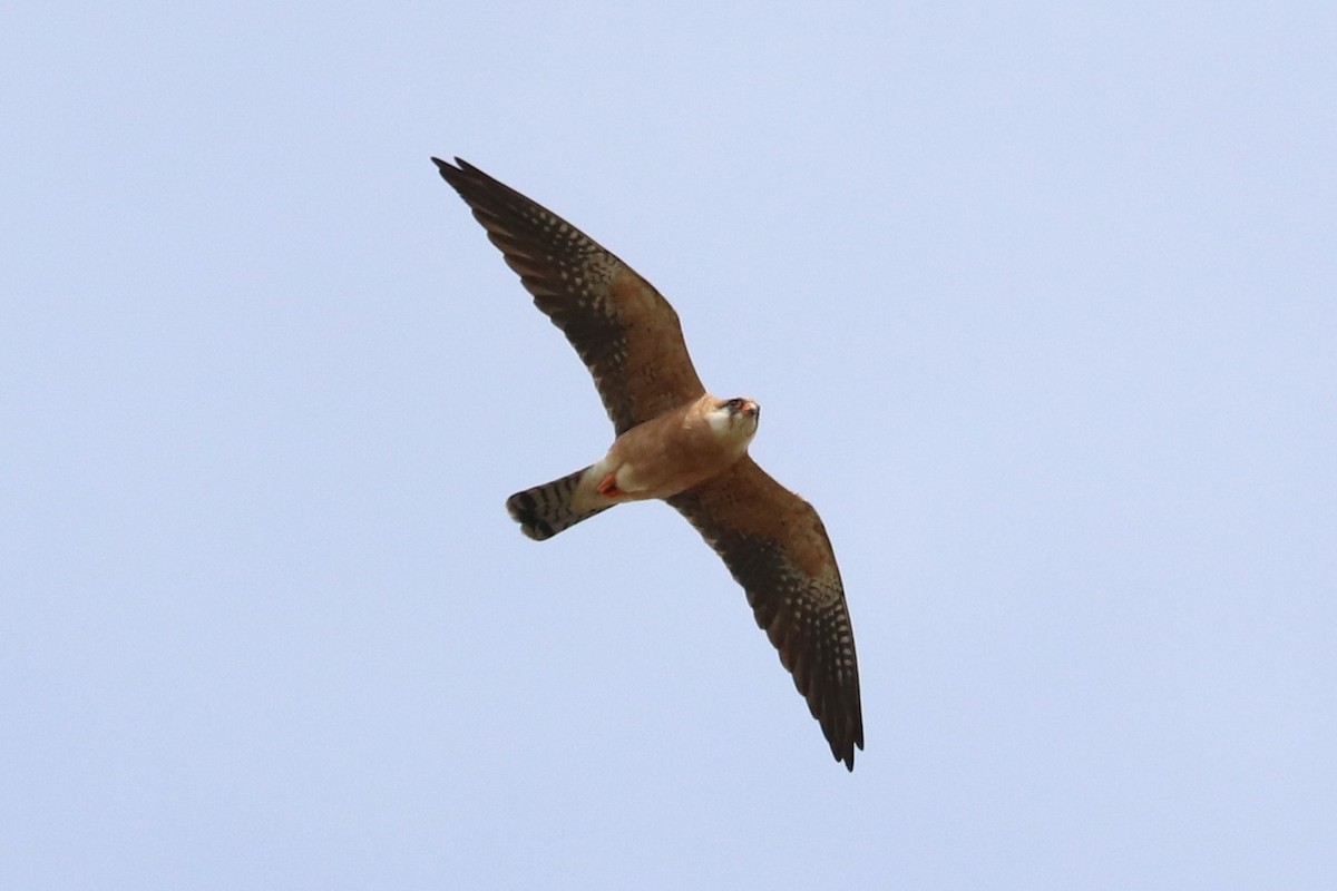 Red-footed Falcon - ML616732852