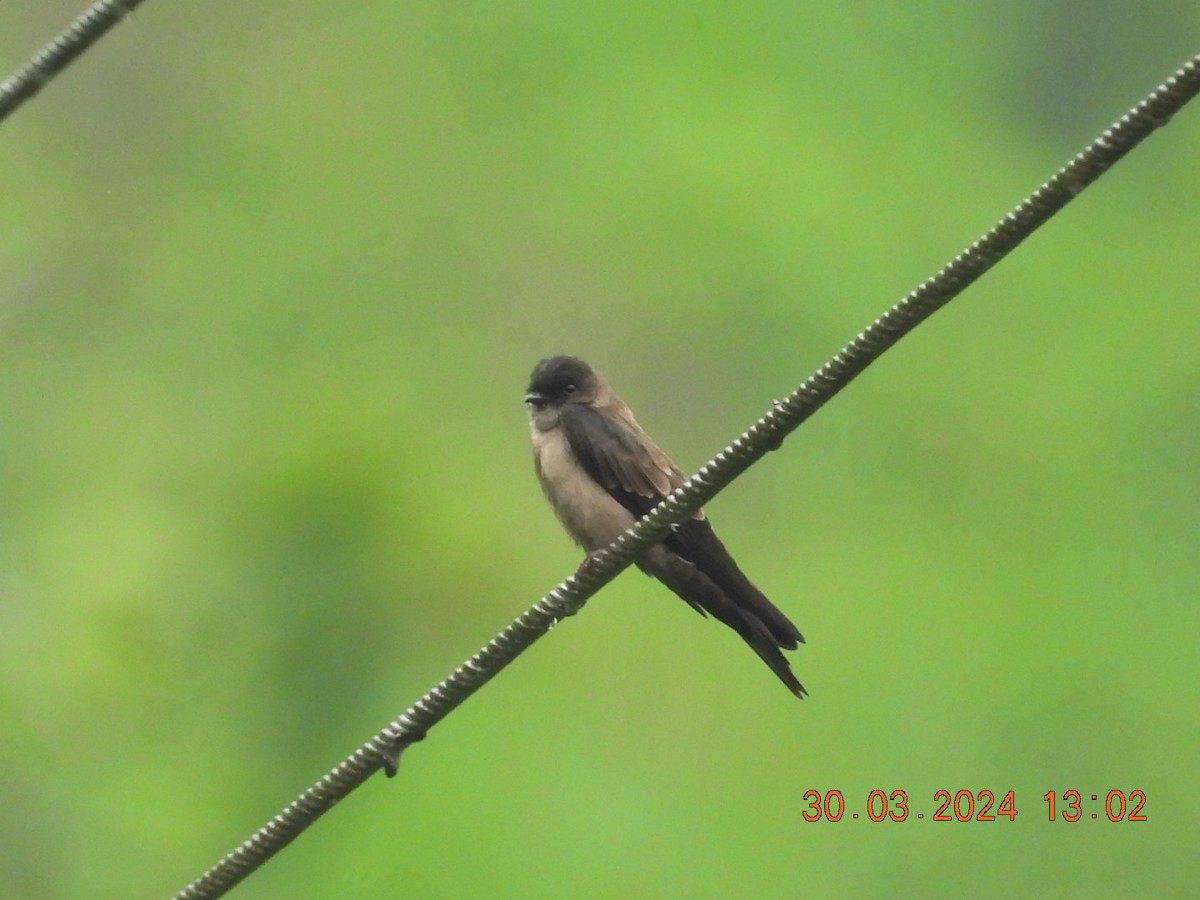 White-thighed Swallow - ML616732884