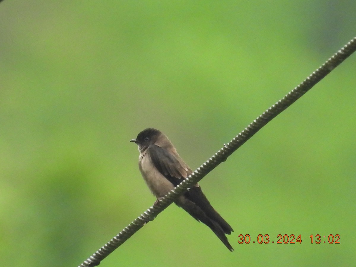 White-thighed Swallow - ML616732885