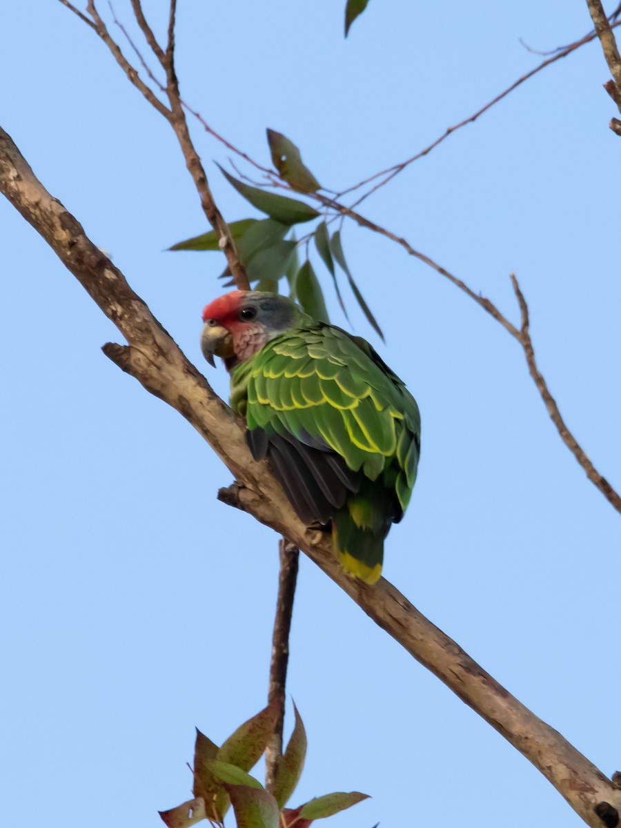 Red-tailed Parrot - ML616733095