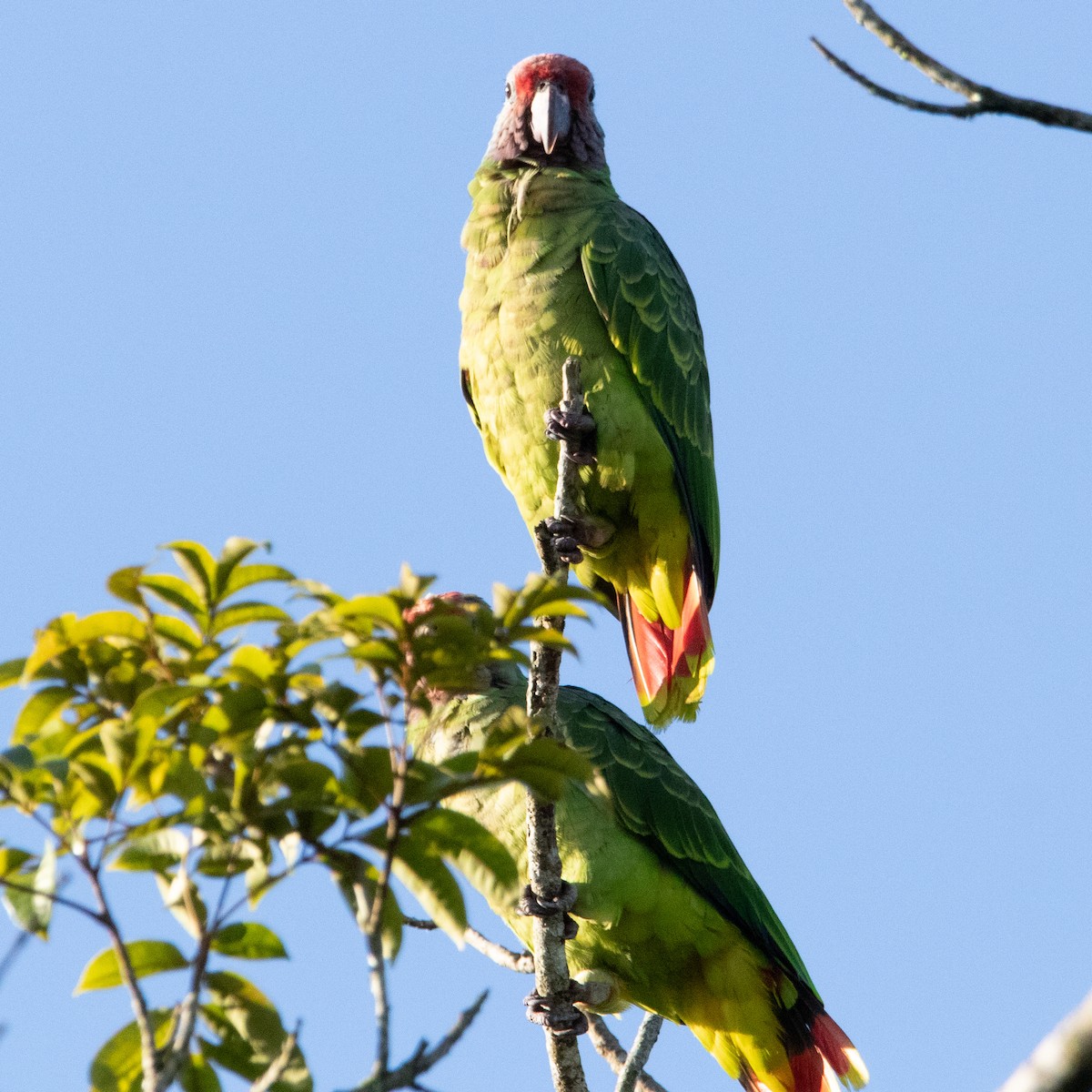 Red-tailed Parrot - ML616733096