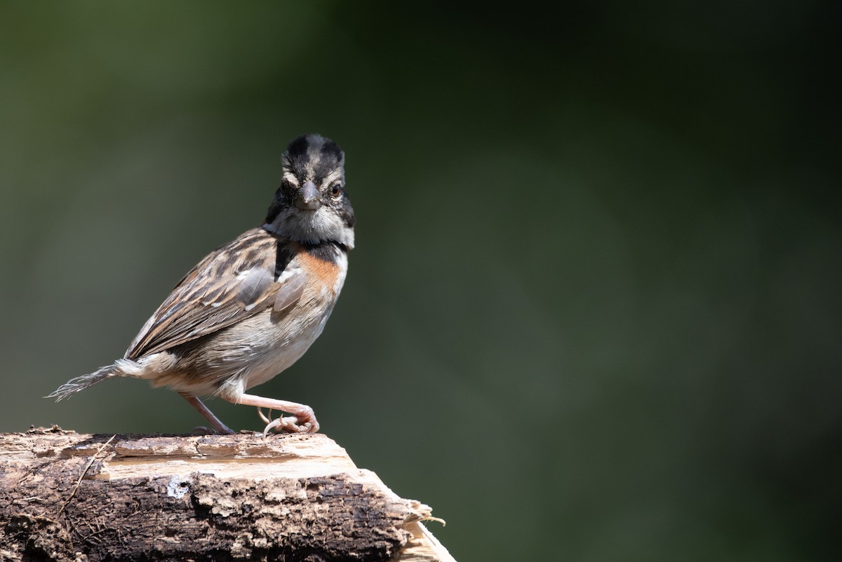 Rufous-collared Sparrow - ML616733145