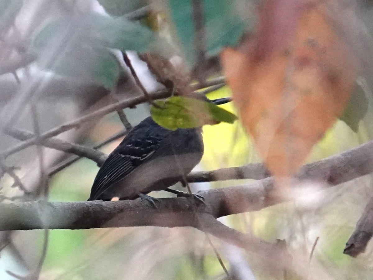 Black-chinned Antbird - ML616733153