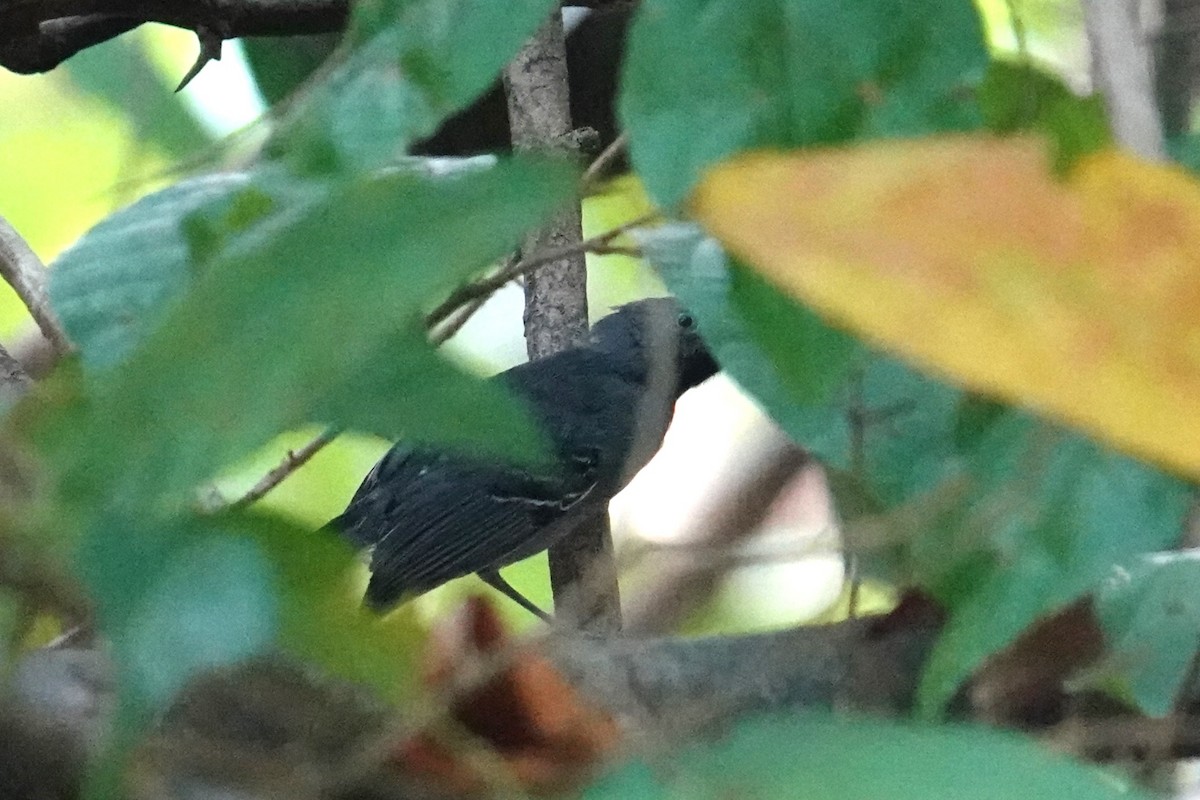 Black-chinned Antbird - Steve Kornfeld