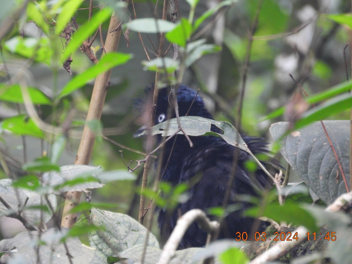 Amazonian Umbrellabird - ML616733163