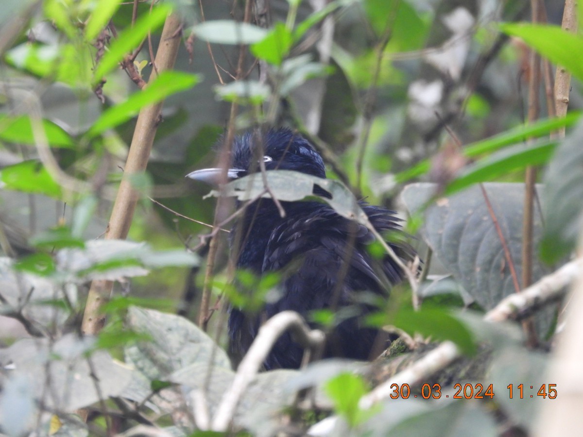 Amazonian Umbrellabird - ML616733165