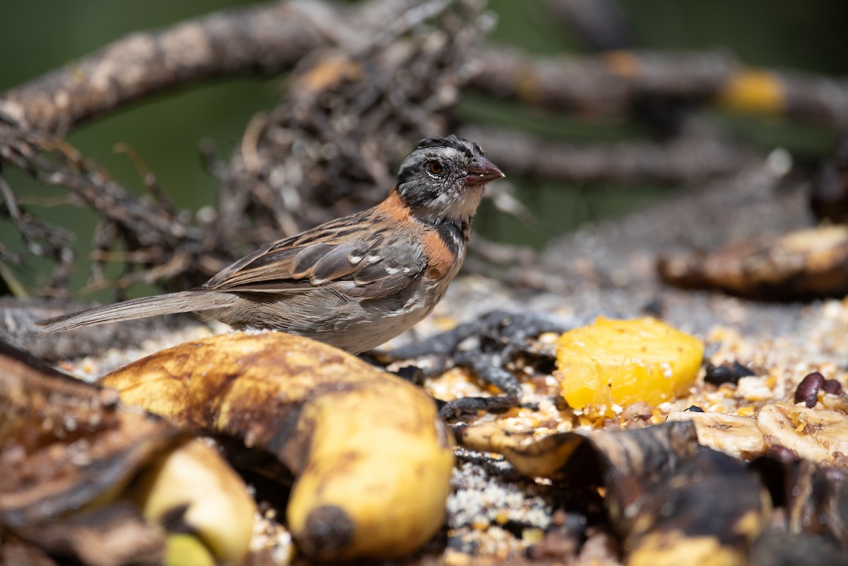 Rufous-collared Sparrow - ML616733166