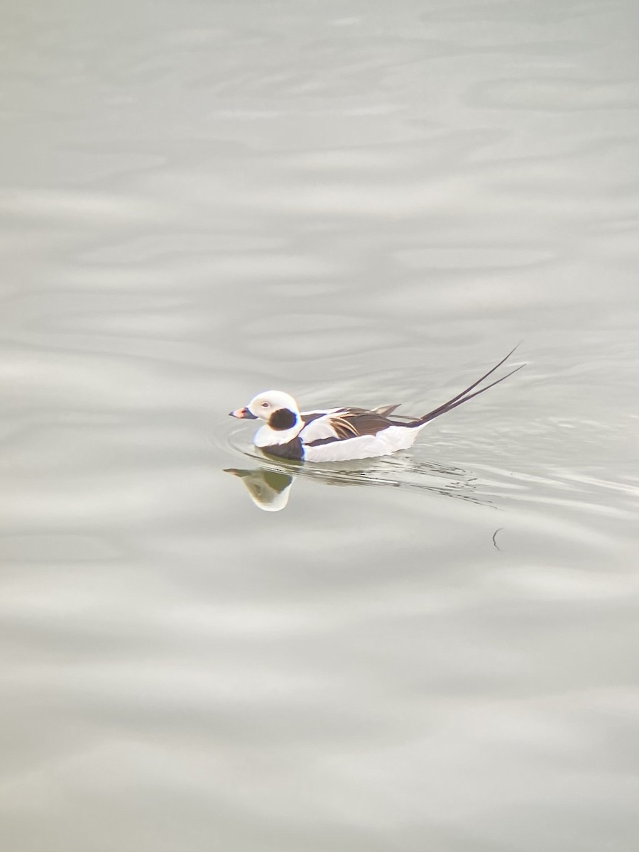 Long-tailed Duck - ML616733178