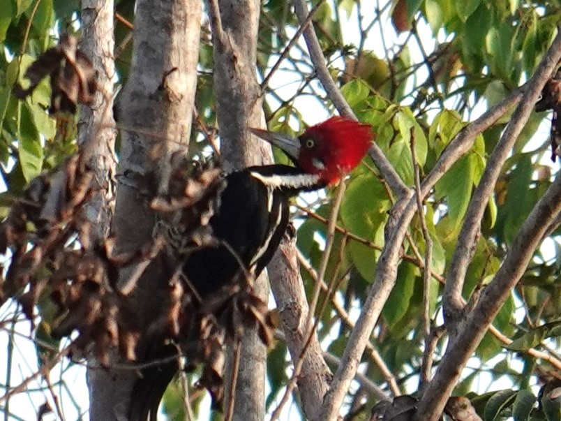 Crimson-crested Woodpecker - ML616733179