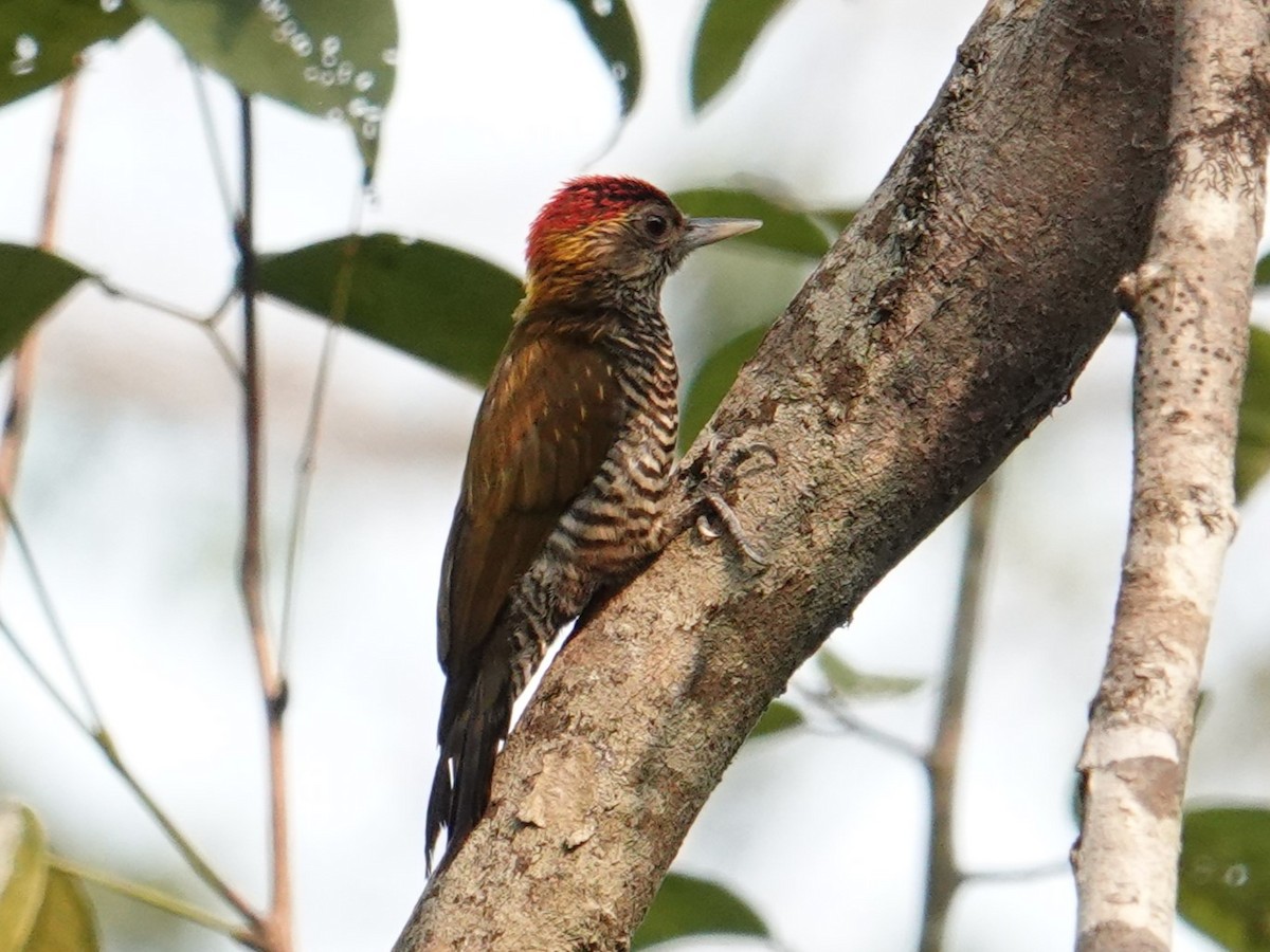 Golden-collared Woodpecker - ML616733182