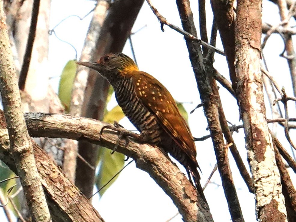 Golden-collared Woodpecker - ML616733184