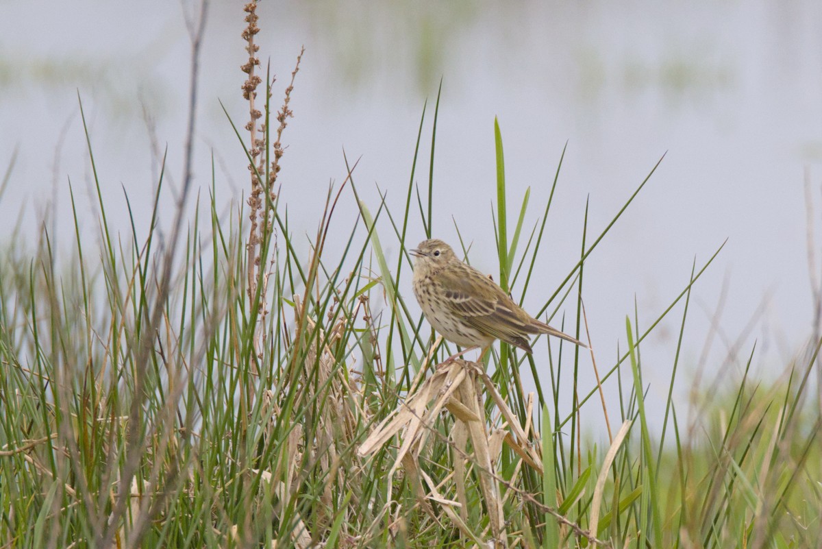 Meadow Pipit - ML616733201