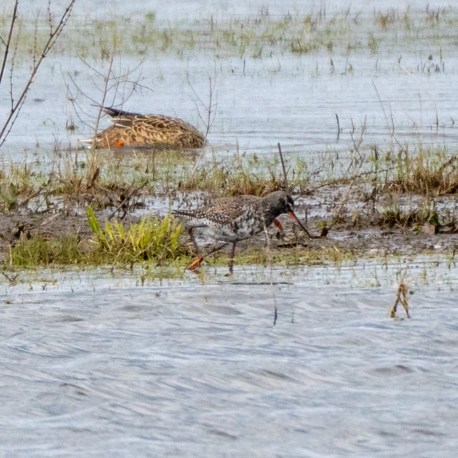 Spotted Redshank - ML616733223