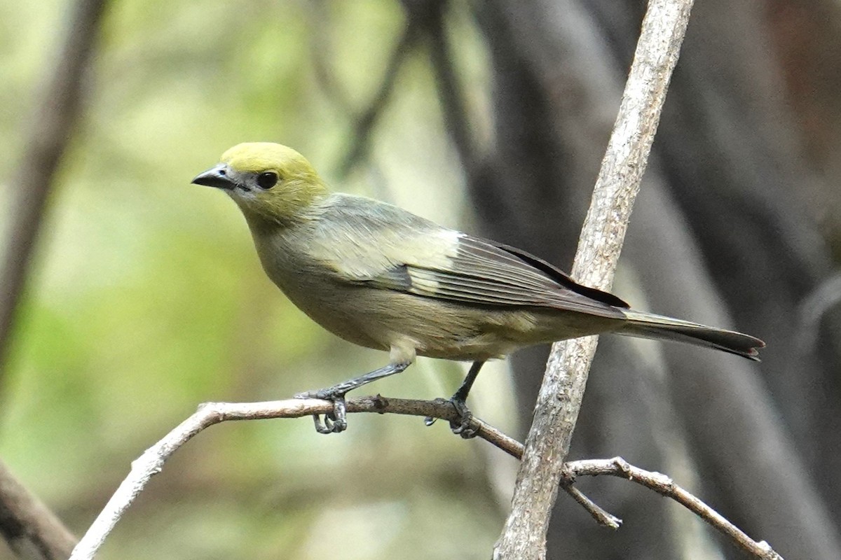 Palm Tanager - ML616733308