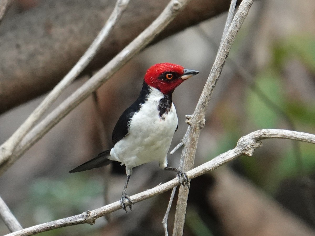 Red-capped Cardinal (Red-capped) - ML616733354