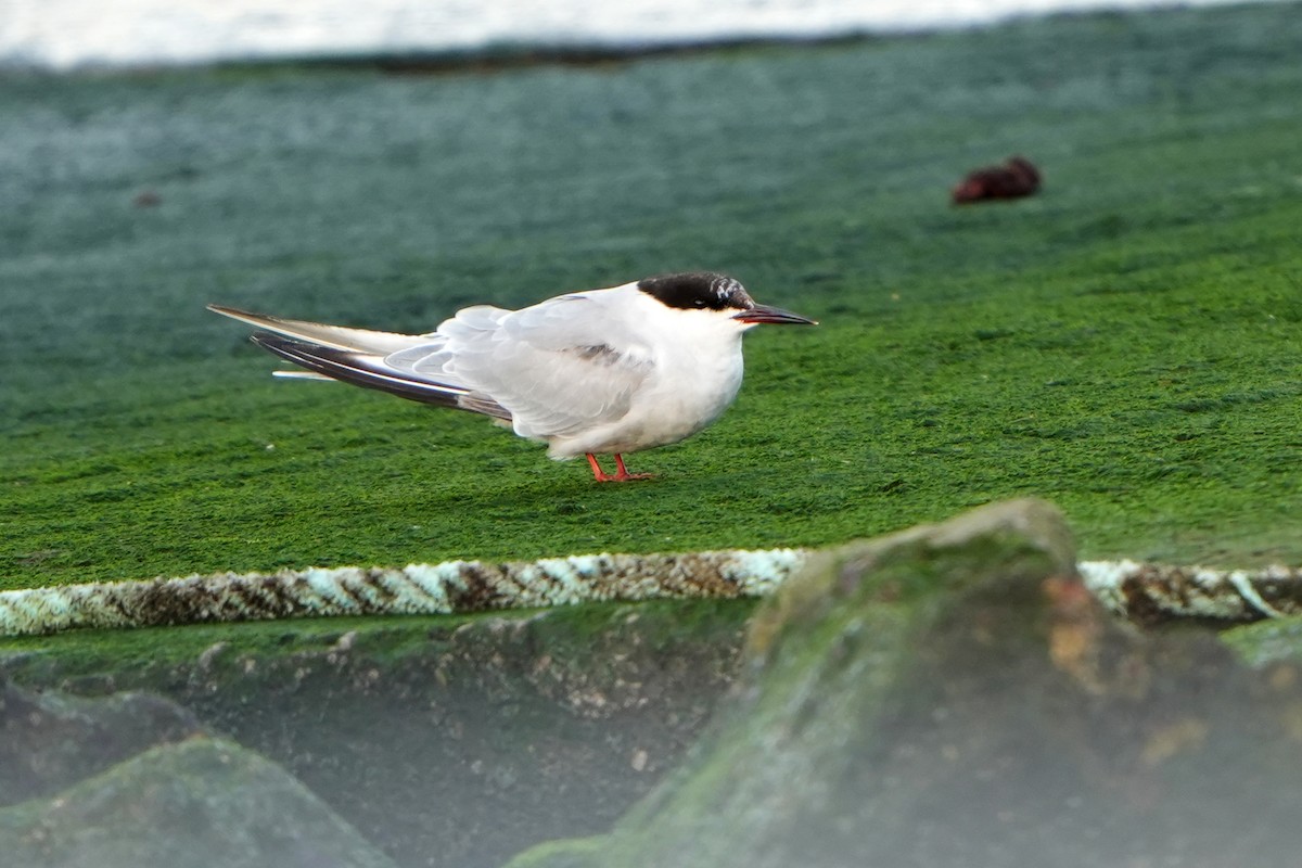 Common Tern - ML616733358