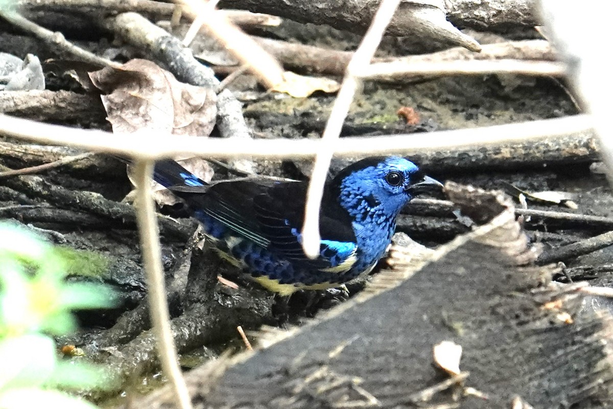 Turquoise Tanager - ML616733383